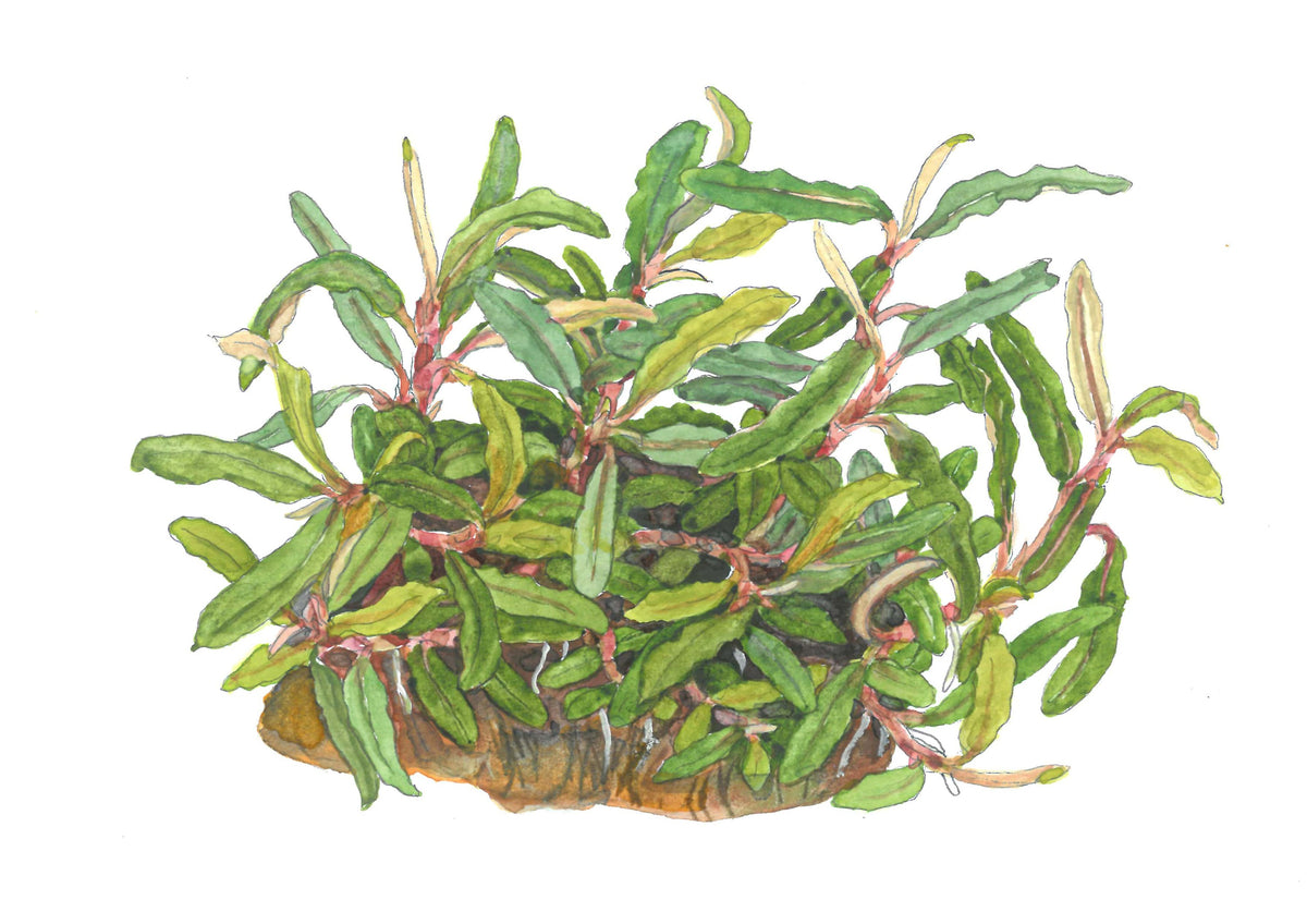 Bucephalandra sp. 'Needle Leaf' Aquarium Plant - 1-2-Grow! Tissue Culture — 1-2-Grow!