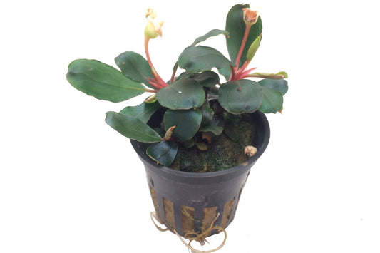 Bucephalandra sp. 'Red' Potted Aquarium Plant — Potted