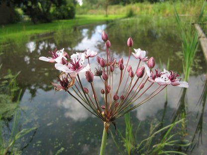 Butomus umbellatus Marginal Pond Plant