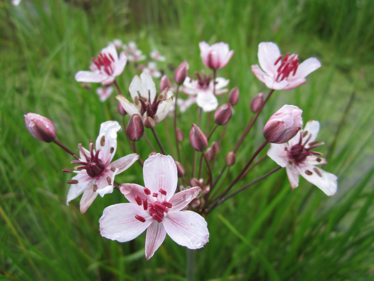 Butomus umbellatus Marginal Pond Plant