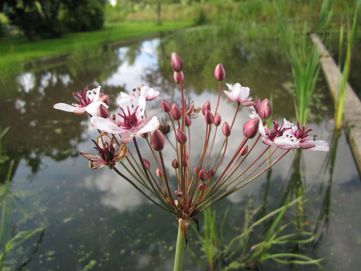 Butomus umbellatus Marginal Pond Plant