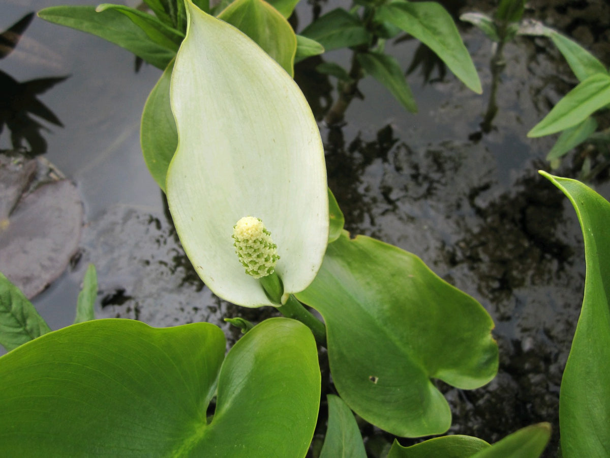 Calla palustris Marginal Pond Plant