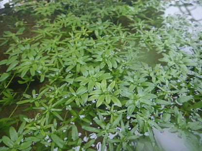Callitriche stagnalis Submerged Pond Plant - Pack of 5 Bunches