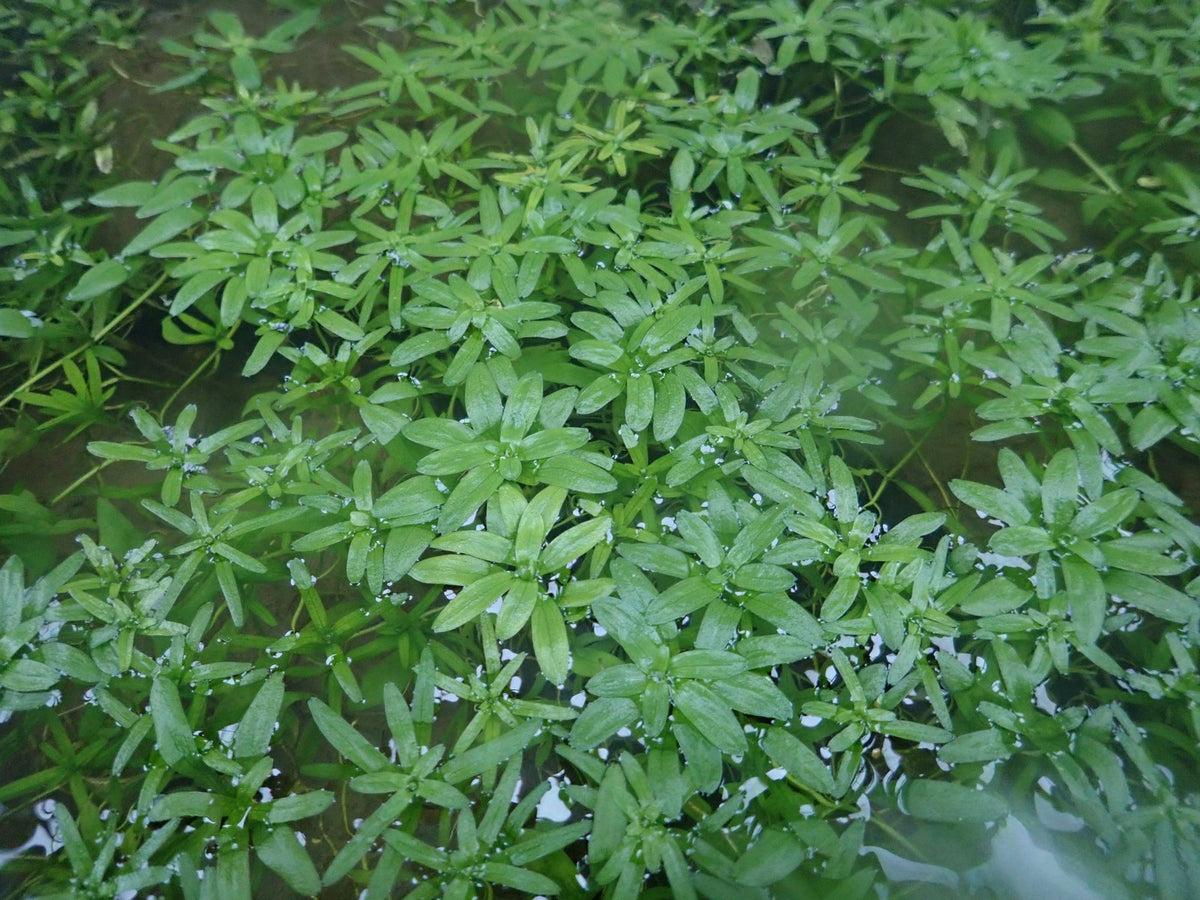 Callitriche stagnalis Submerged Pond Plant - Pack of 5 Bunches