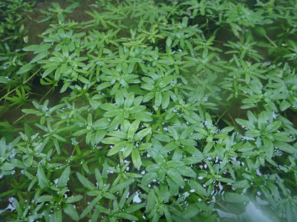 Callitriche stagnalis Submerged Pond Plant - Pack of 5 Bunches