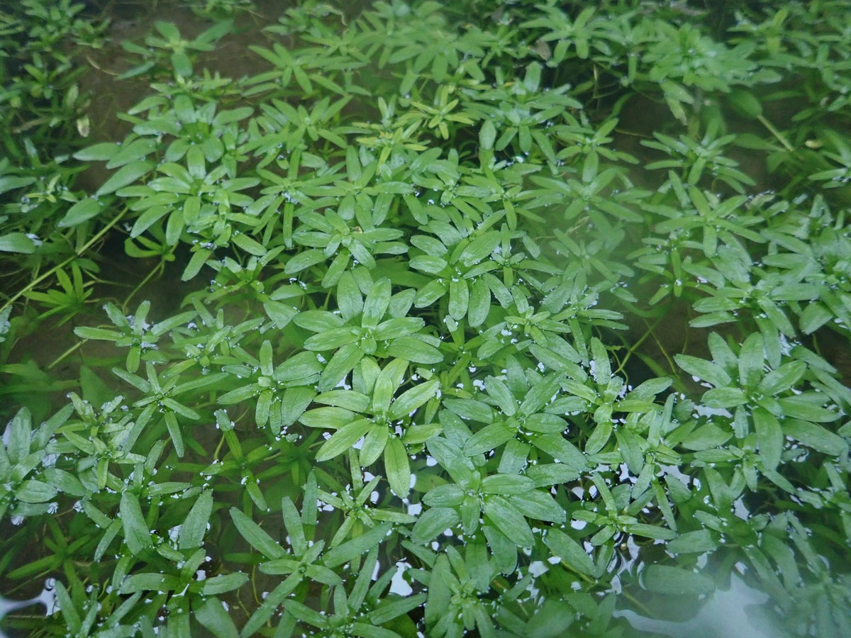 Callitriche stagnalis Submerged Pond Plant - Pack of 5 Bunches