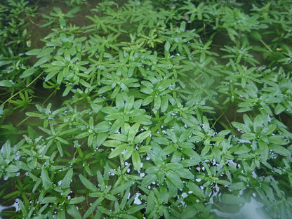 Callitriche stagnalis Submerged Pond Plant - Pack of 5 Bunches