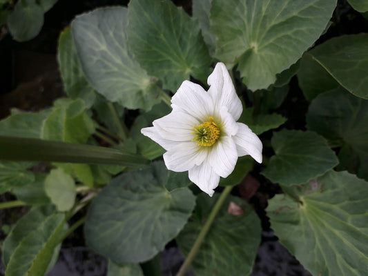 Caltha leptosepala Marginal Pond Plant - 1 Litre Potted Plant
