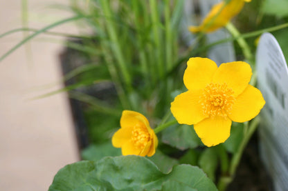 Caltha palustris Marginal Pond Plant — close up