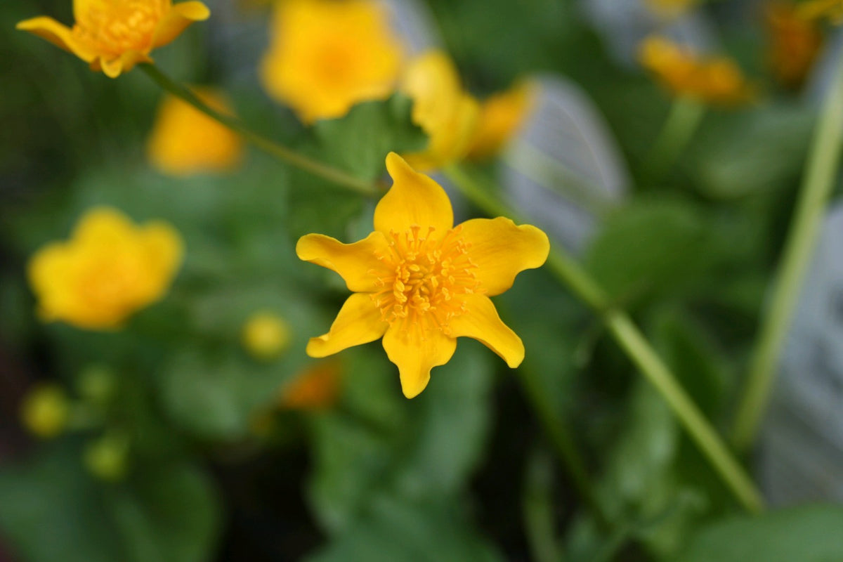 Caltha palustris Marginal Pond Plant — close up