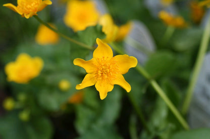 Caltha palustris Marginal Pond Plant — close up