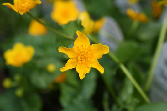 Caltha palustris Marginal Pond Plant — close up