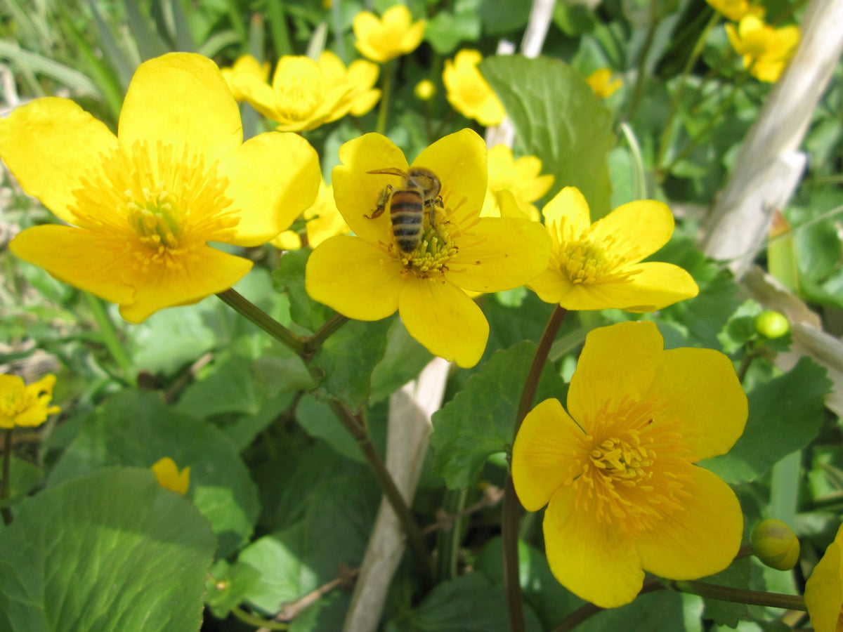 Caltha palustris Marginal Pond Plant