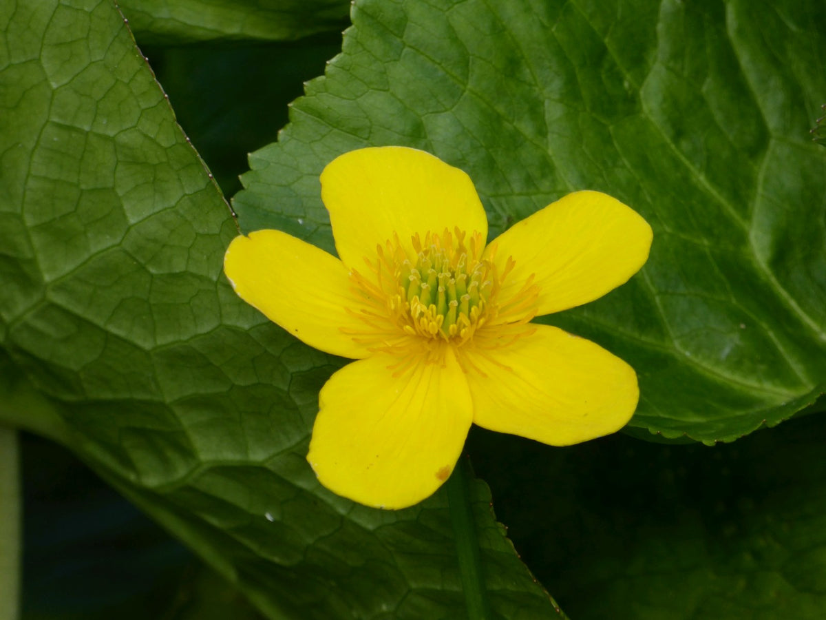 Caltha palustris polypetala Marginal Pond Plant (3 Litre Pot)