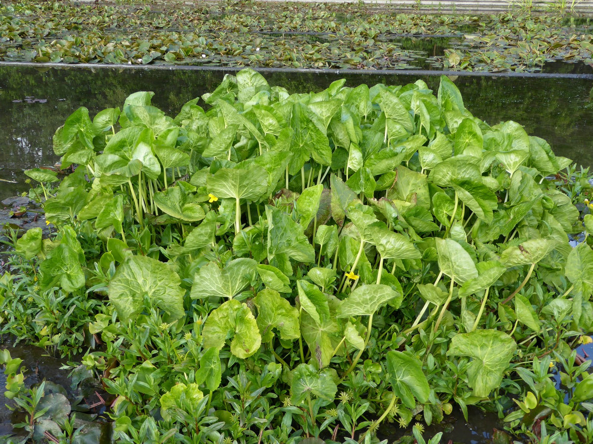 Caltha palustris polypetala Marginal Pond Plant (3 Litre Pot)