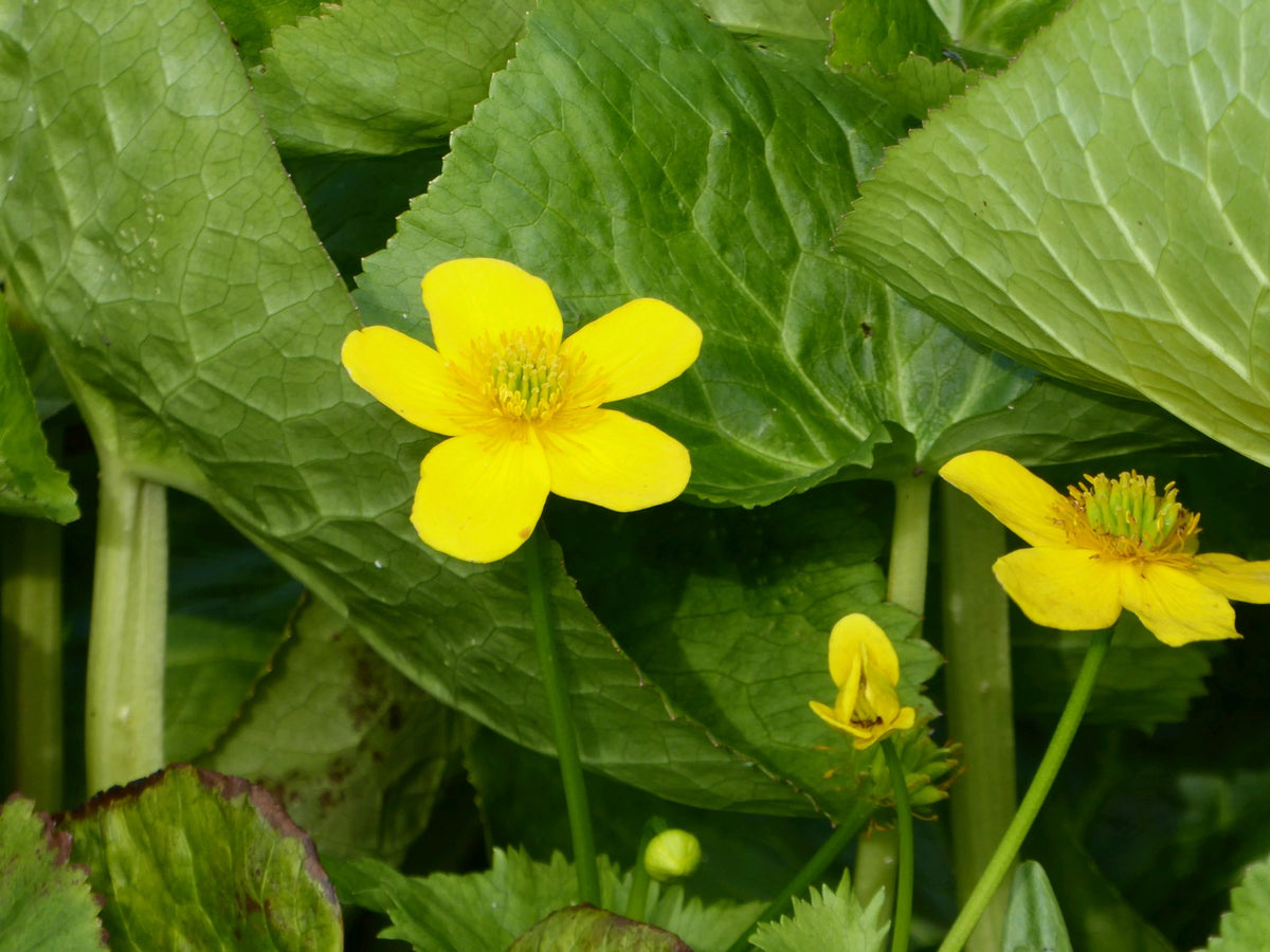 Caltha palustris polypetala Marginal Pond Plant (3 Litre Pot)