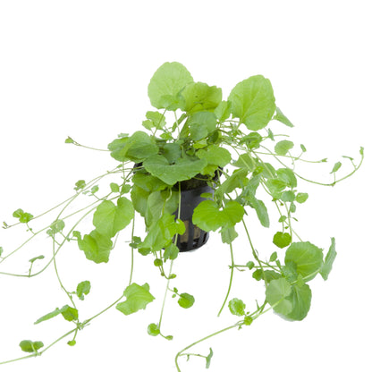 Cardamine lyrata (Potted) — Potted