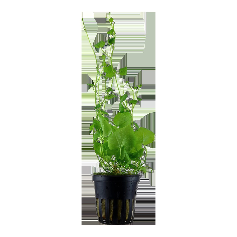 Cardamine lyrata (Potted) — Potted