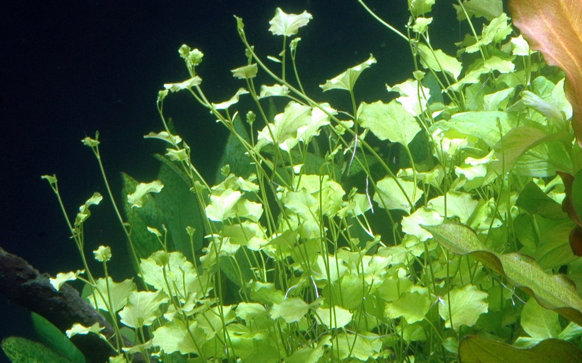 Cardamine lyrata (Potted) — Potted