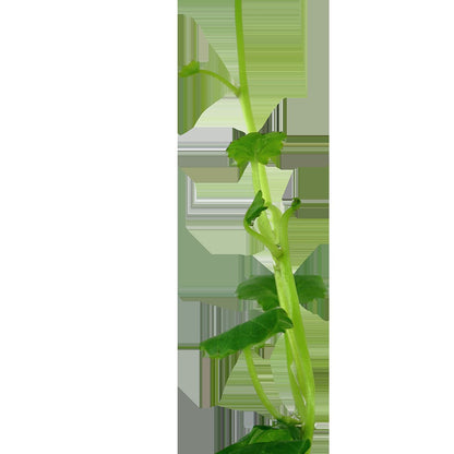 Cardamine lyrata (Potted) — Potted