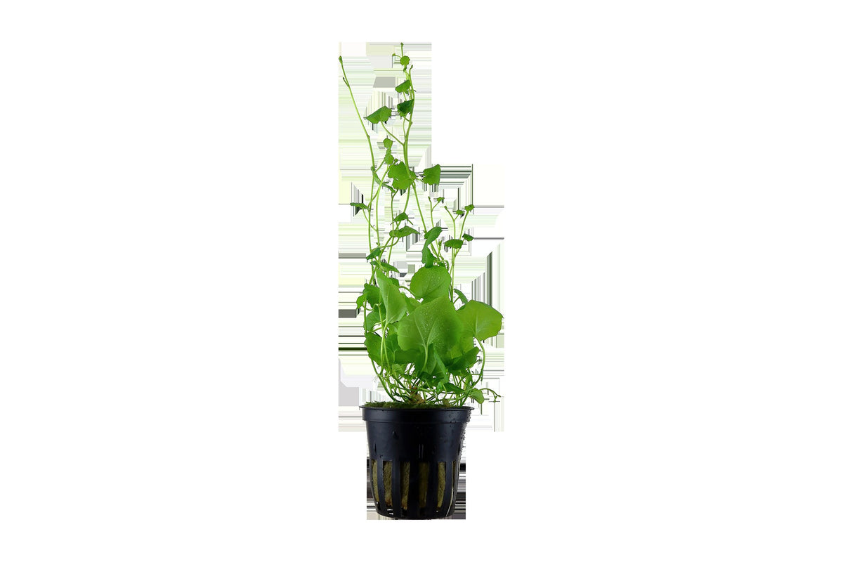 Cardamine lyrata (Potted) — Potted