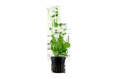 Cardamine lyrata (Potted) — Potted