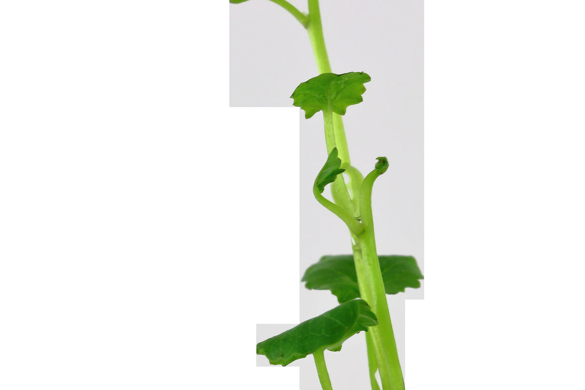 Cardamine lyrata (Potted) — Potted