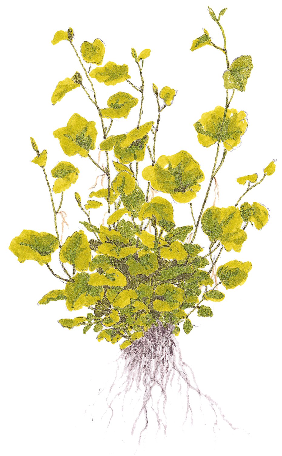 Cardamine lyrata (Potted) — Potted