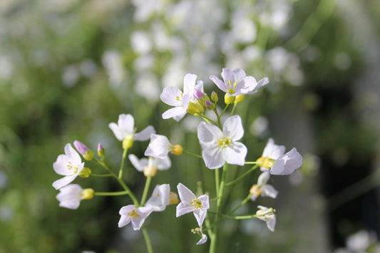 Cardamine pratensis - Native Marginal Pond Plant