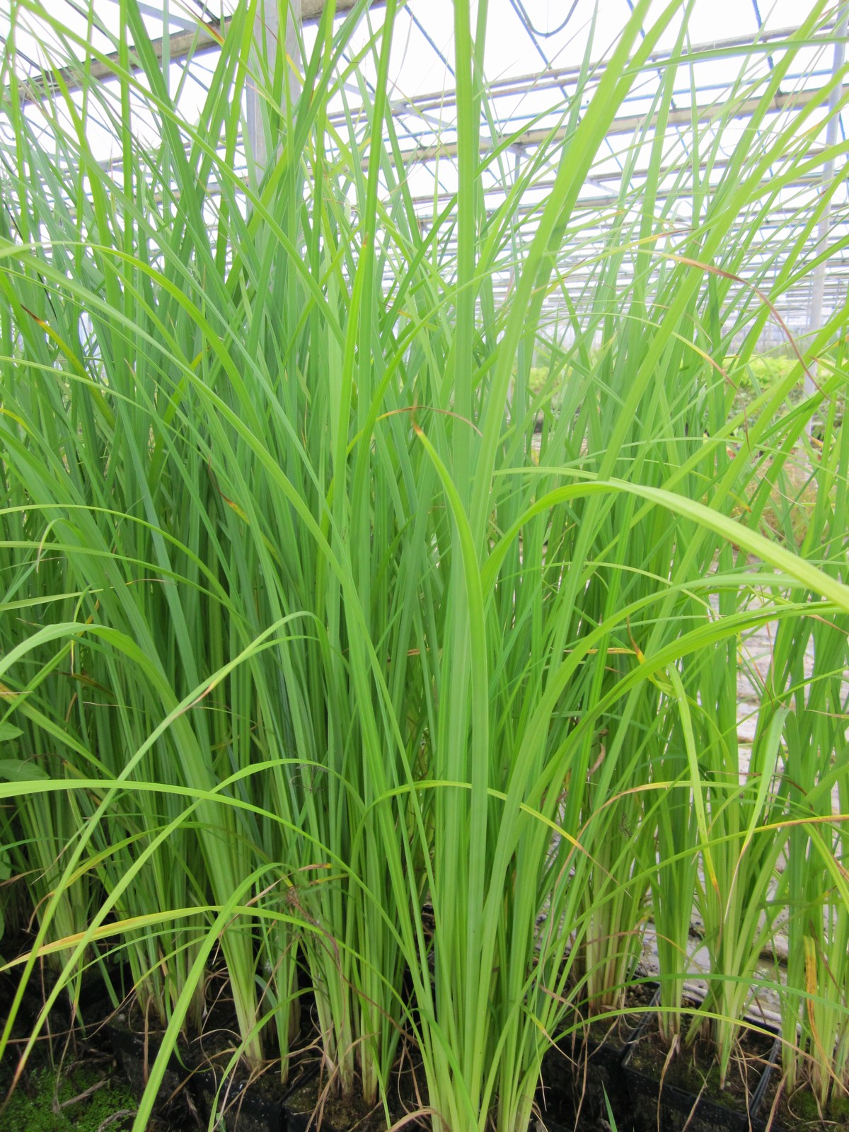 Carex acuta Native Marginal Pond Sedge