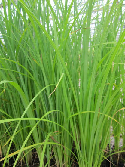 Carex acuta Native Marginal Pond Sedge