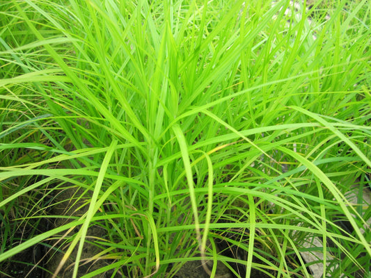 Carex muskingumensis Marginal Pond Plant