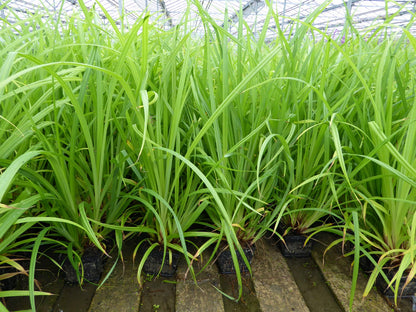 Carex pendula (Pendulous Sedge) - Native Marginal Pond Plant