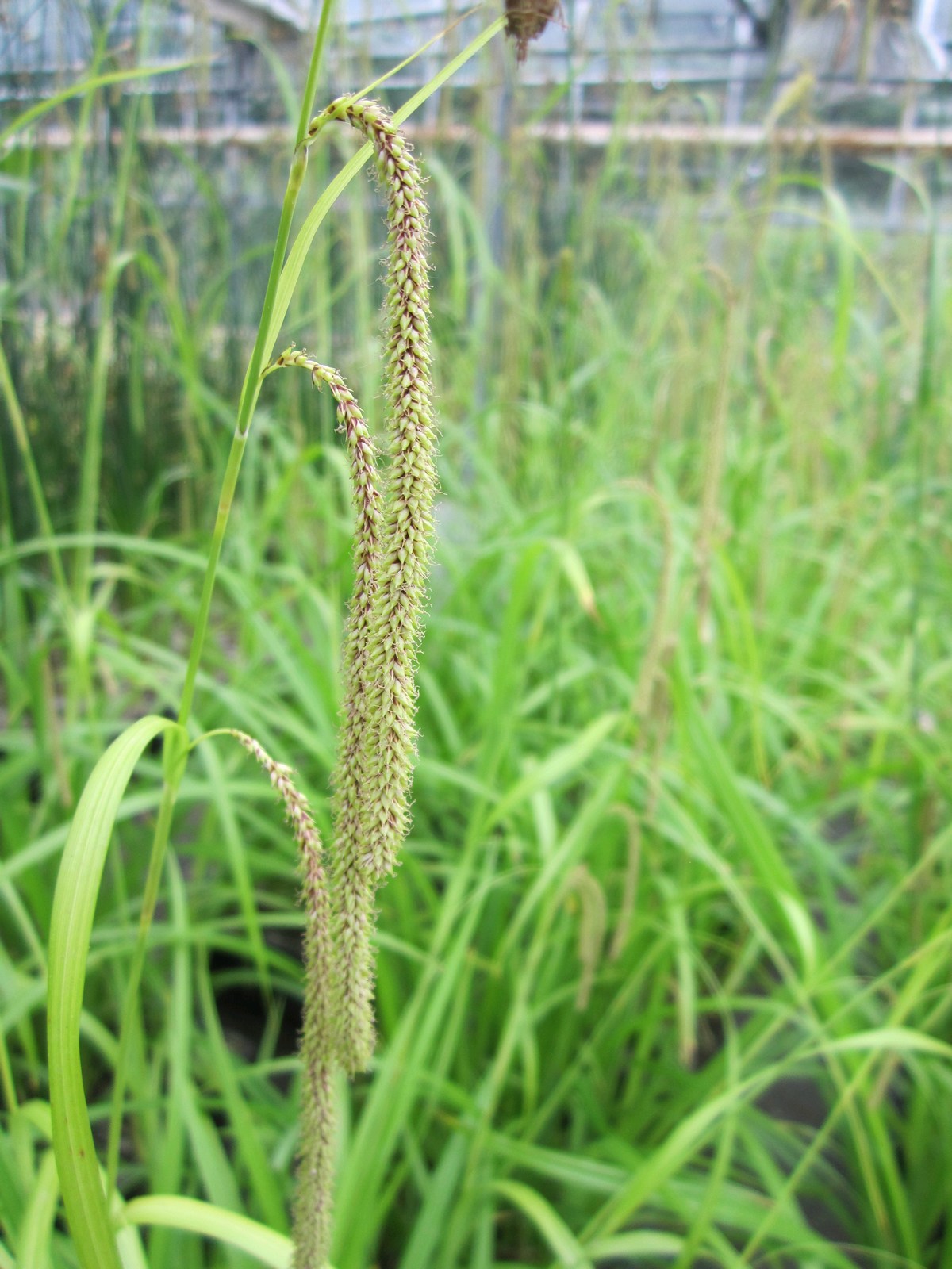 Carex pendula (Pendulous Sedge) - Native Marginal Pond Plant