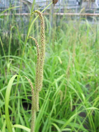 Carex pendula (Pendulous Sedge) - Native Marginal Pond Plant