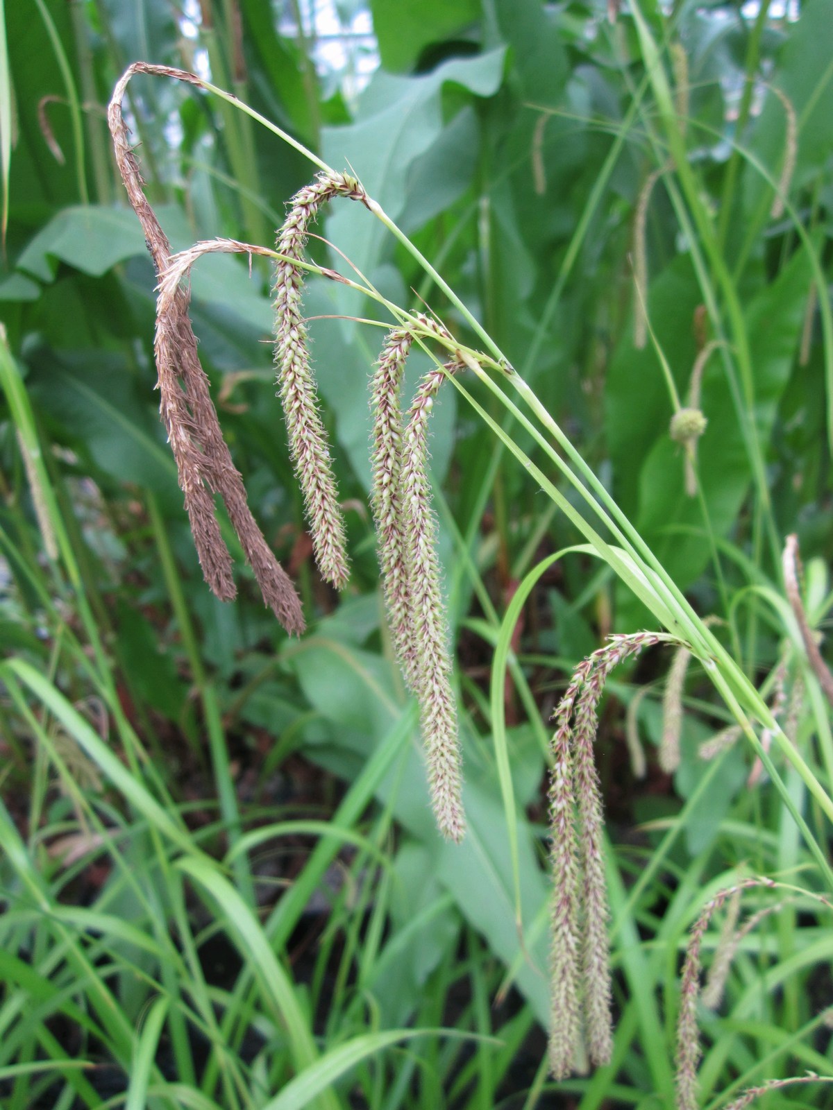 Carex pendula (Pendulous Sedge) - Native Marginal Pond Plant