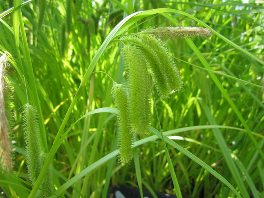 Carex pseudocyperus (Cyperus Sedge) Native Marginal Pond Plant
