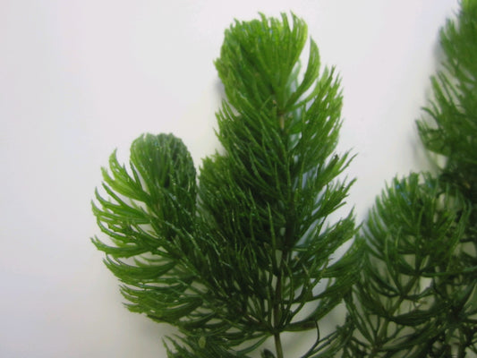 Ceratophyllum demersum (Hornwort) Pond Oxygenating Plant - Pack of 5 Bunches