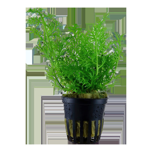 Ceratopteris thalictroides - Potted Aquarium Fern — Potted