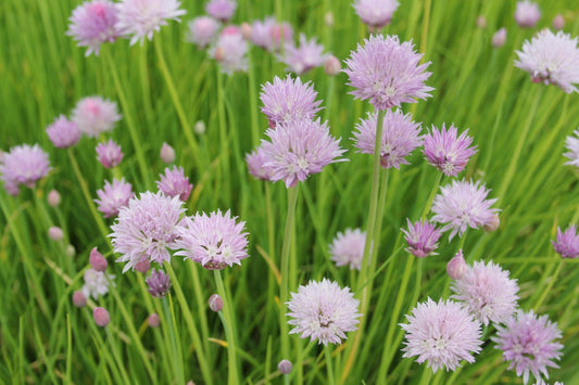 Chives (Allium schoenoprasum) Marginal Pond Plants, Pack of 3 x 9cm Pots