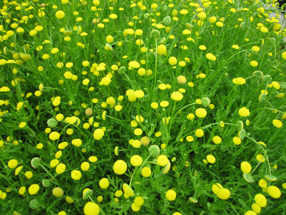 Cotula coronopifolia Marginal Pond Plant