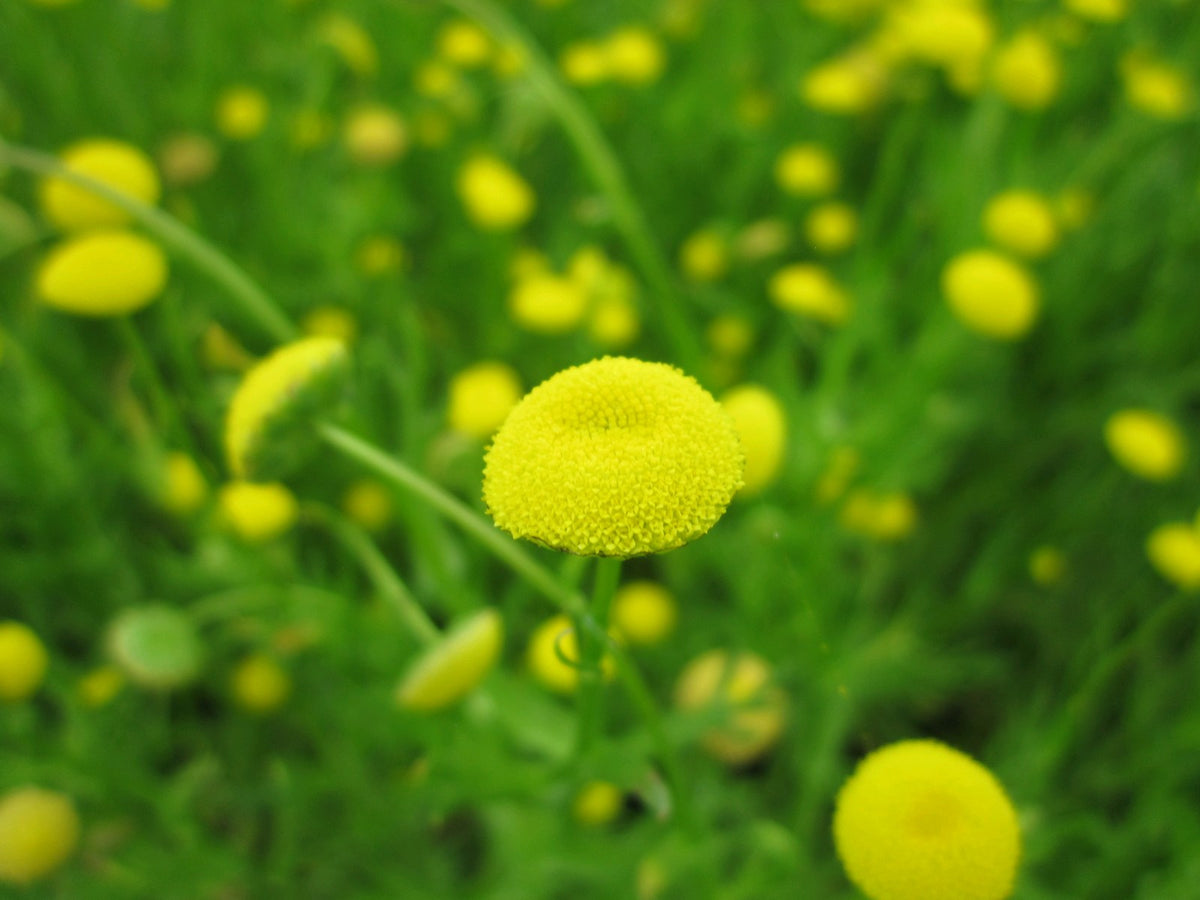 Cotula coronopifolia Marginal Pond Plant