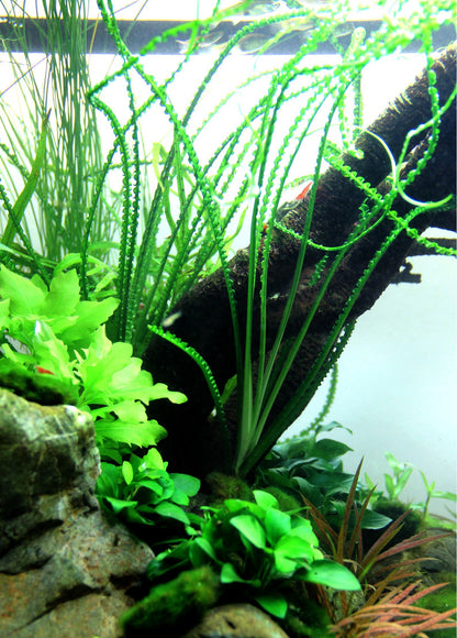 Crinum calamistratum - Potted Aquarium Plant — Potted