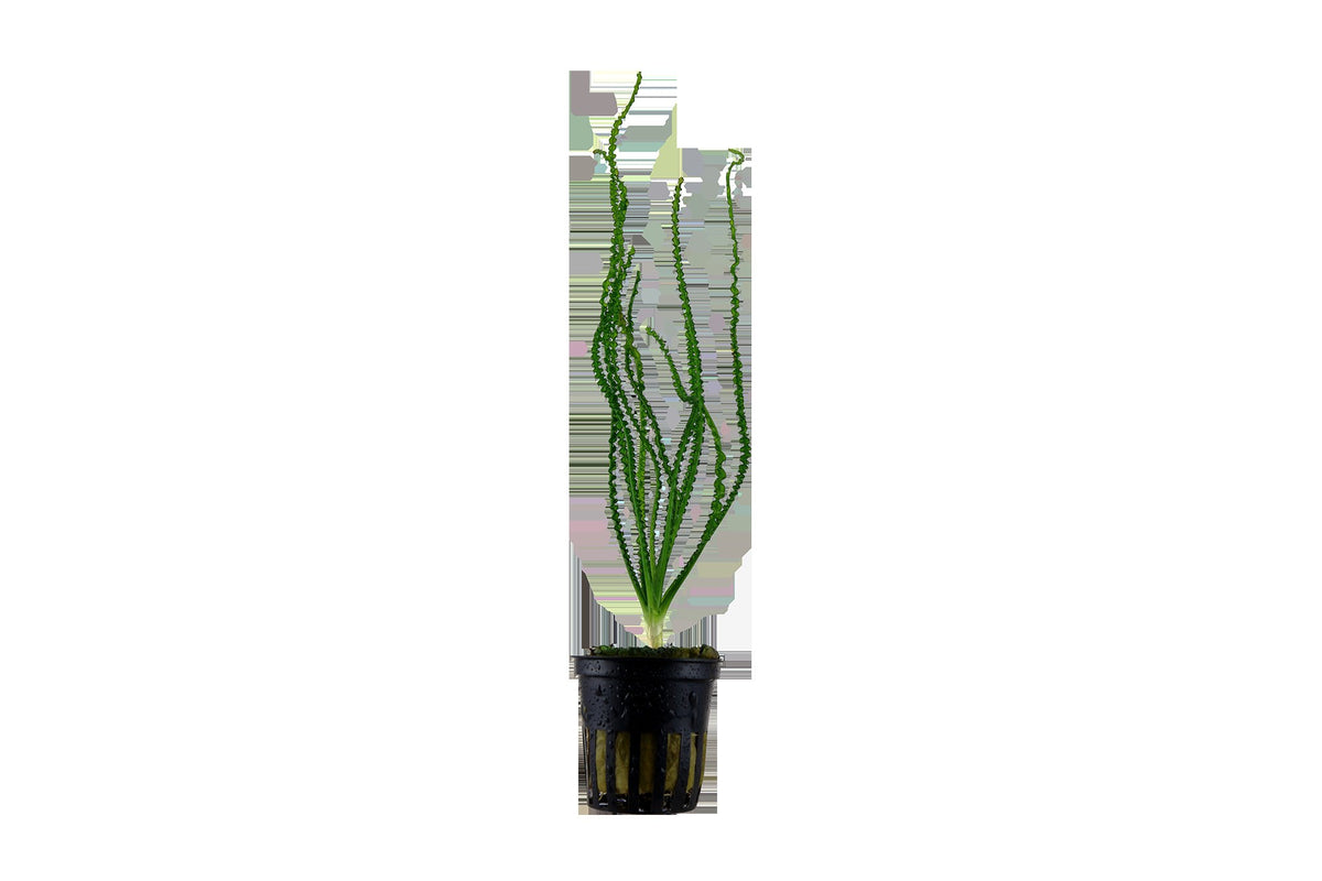 Crinum calamistratum - Potted Aquarium Plant — Potted