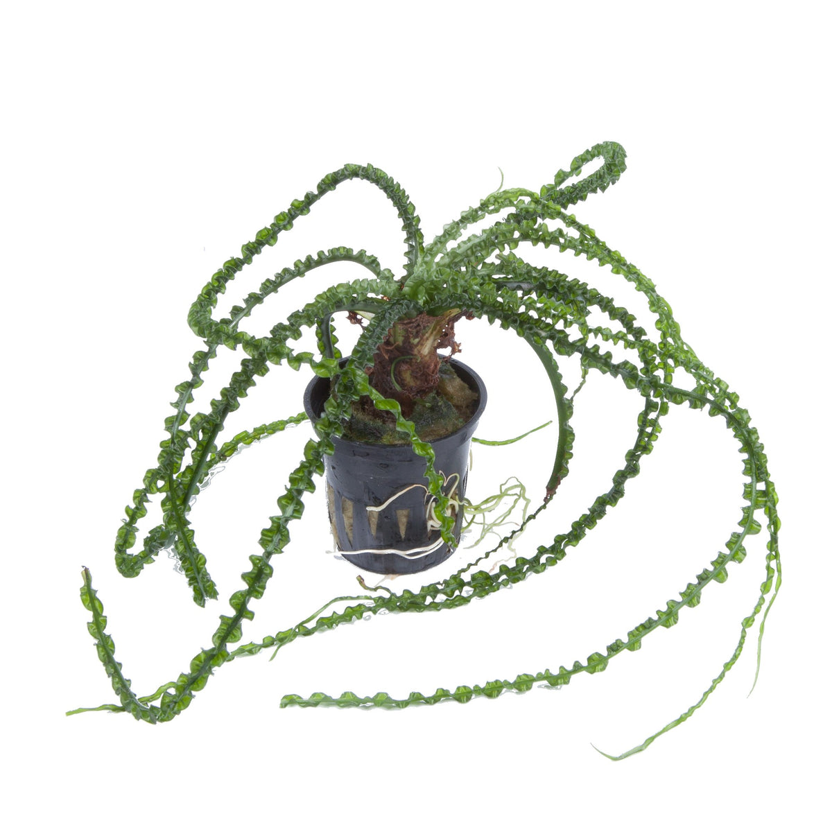 Crinum calamistratum - Potted Aquarium Plant — Potted