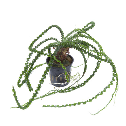 Crinum calamistratum - Potted Aquarium Plant — Potted