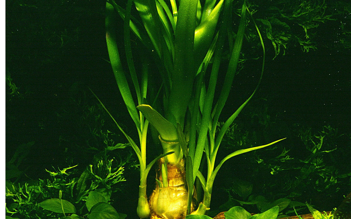 Crinum thaianum Aquarium Plant — Potted