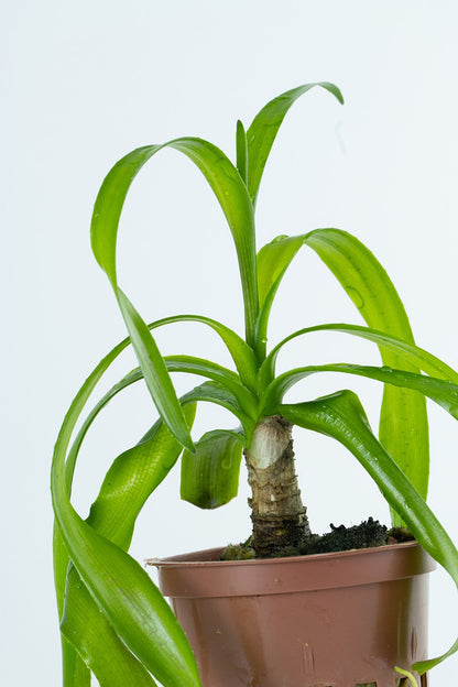Crinum thaianum Aquarium Plant — Potted