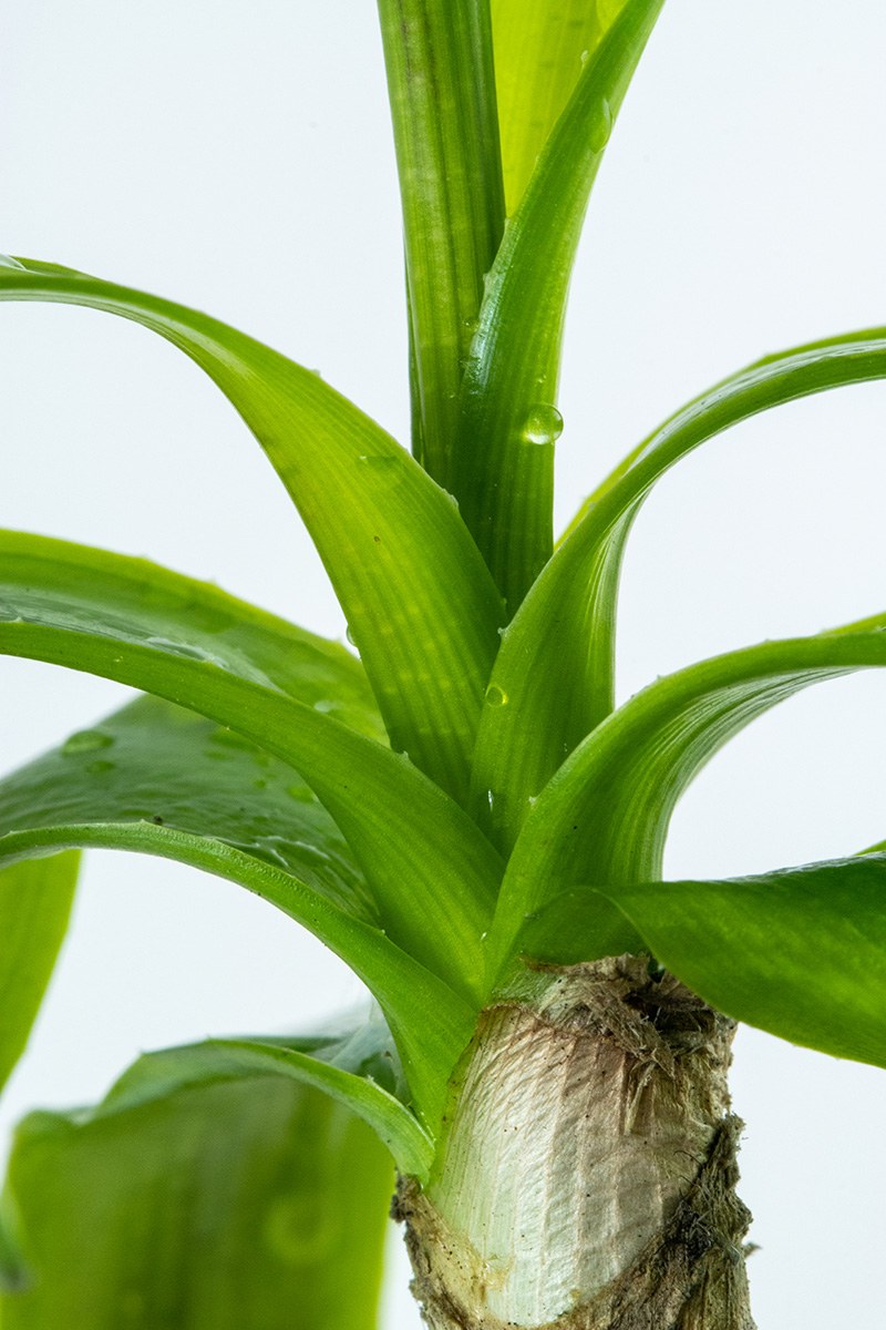 Crinum thaianum Aquarium Plant — Potted