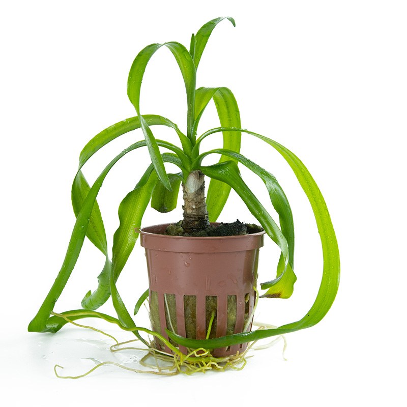 Crinum thaianum Aquarium Plant — Potted